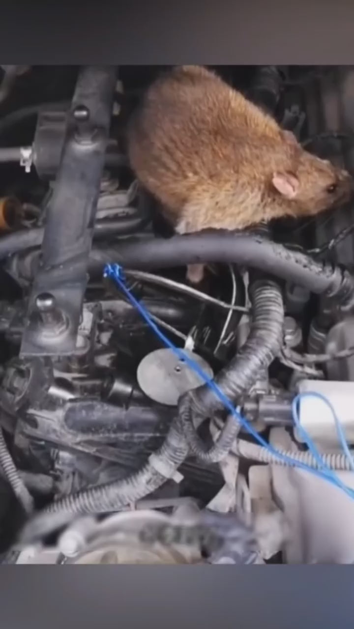 RatGuard Car Protection Spray